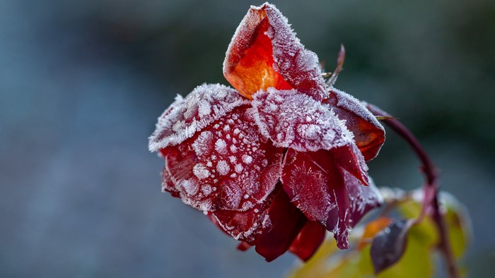 Red rose covered in frost
