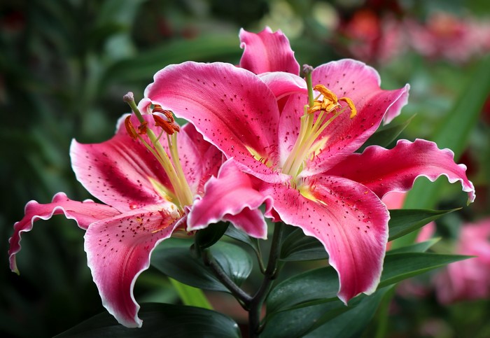 4K Pink Lilies Closeup
