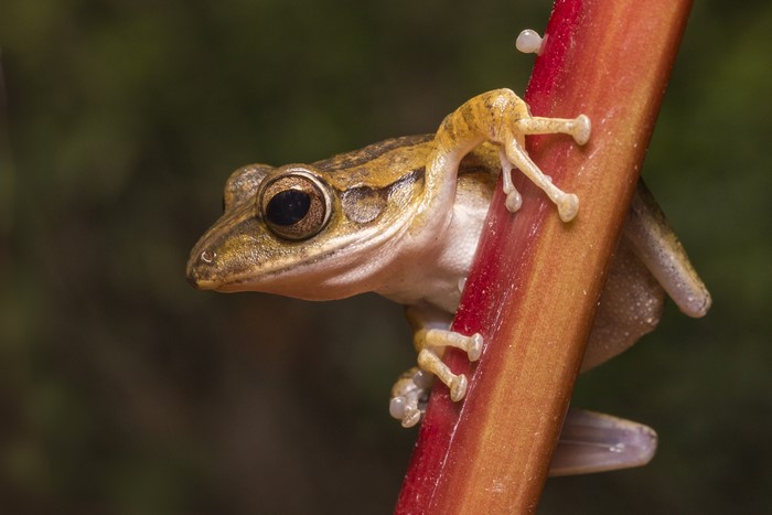 Closeup of a frog on a red stem