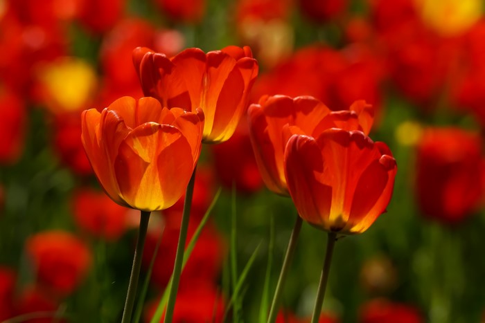 Close-up of Red Tulips with Bokeh