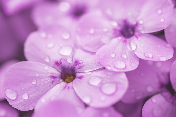 Macro shot of purple phlox flowers with water drops