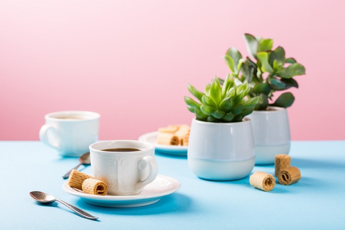 Coffee cups and potted succulents on a table