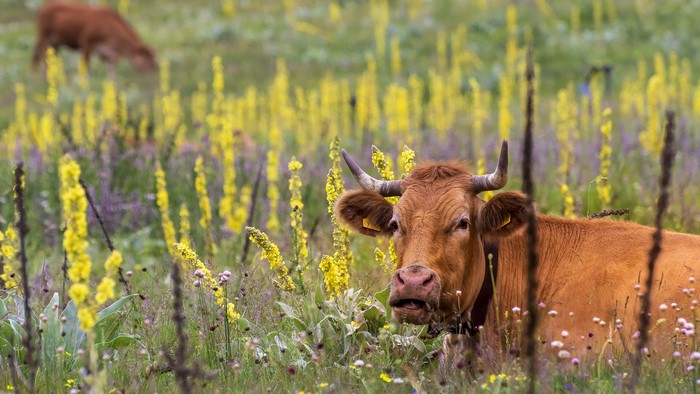 Cow in a field of yellow and purple flowers