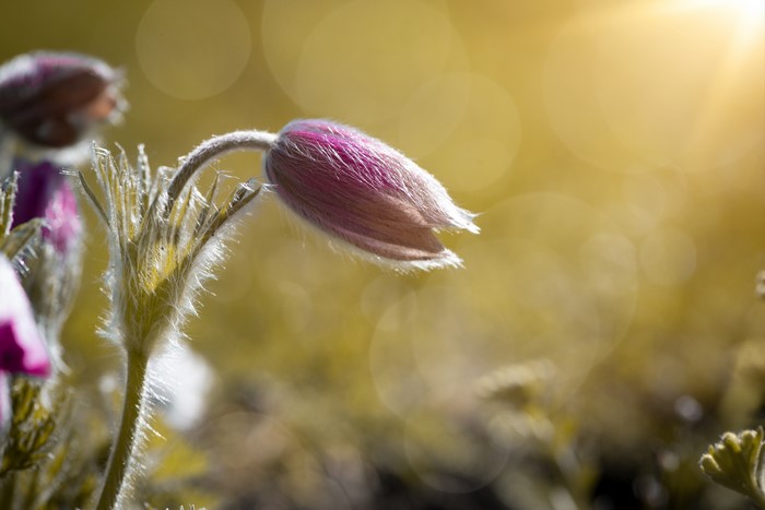 Purple Pulsatilla flower bud in sunlight with bokeh