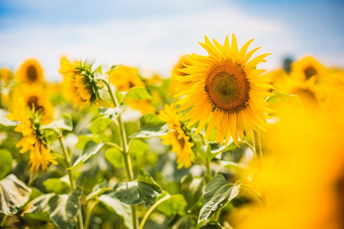 4K Sunflower Field Bokeh