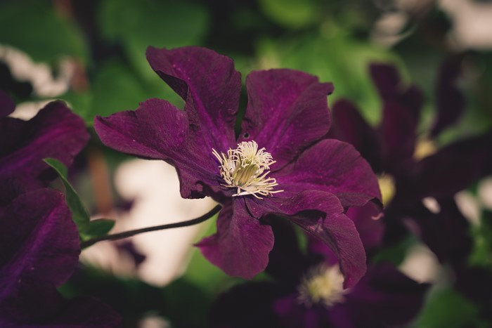 Close-up of a deep purple Clematis flower