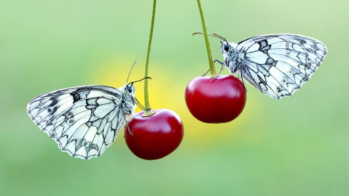Two Butterflies on Cherries
