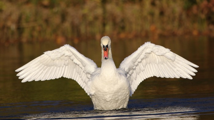 White Swan with Wings Spread on Water