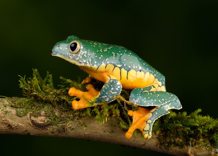 Fringed Leaf Frog on a Branch