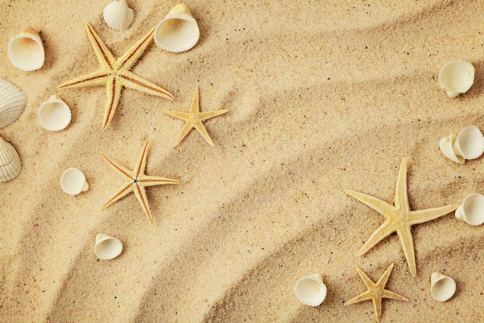 Starfish and shells on sandy beach