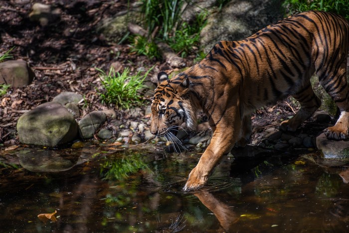 Tiger drinking water near stones