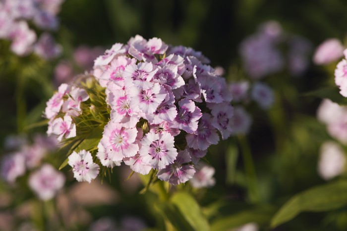 4K Dianthus barbatus closeup