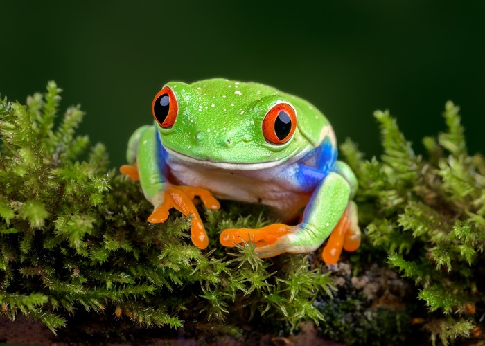 Red-eyed tree frog on moss