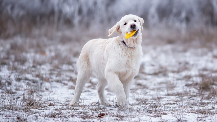 Golden Retriever playing with a toy in the snow
