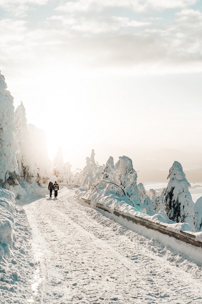 Two people walking on a snowy road with snow-covered trees