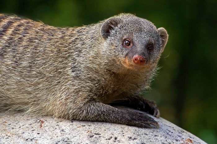Banded mongoose resting on a rock