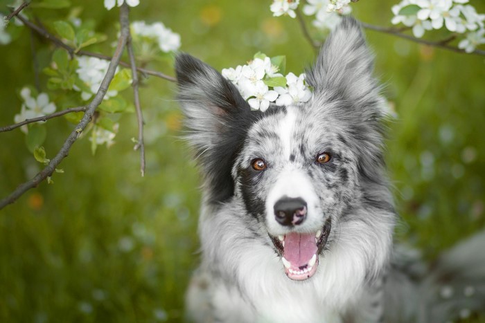 Border Collie dog with flowers in fur