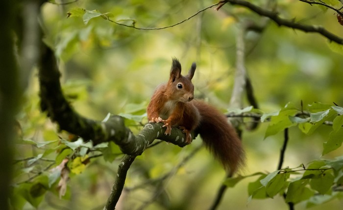 Red squirrel perched on a tree branch with green foliage