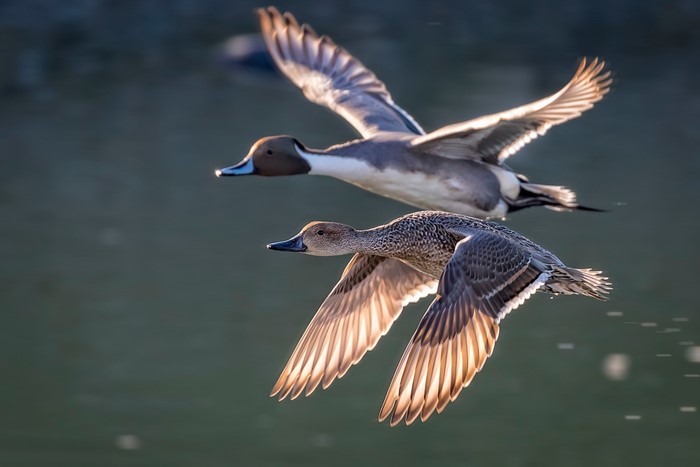 Two ducks flying over water