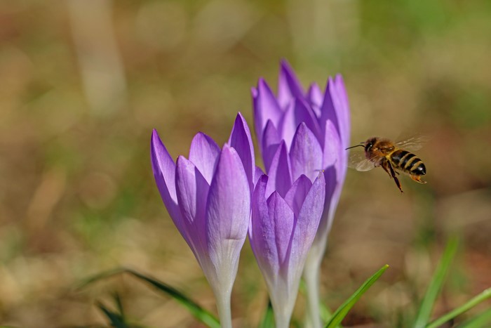 Bee flying towards purple crocuses
