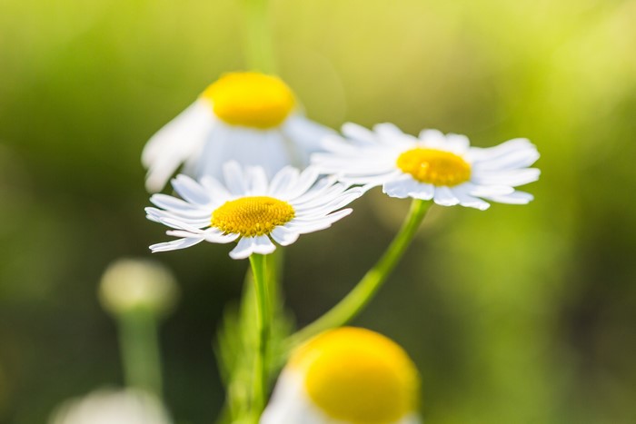 4K Closeup of Camomiles with Bokeh