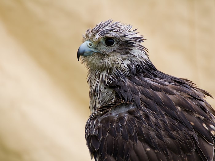 Gyrfalcon bird with wet feathers
