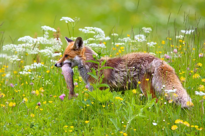Fox carrying a fish in a field of flowers