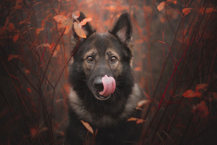 German Shepherd dog with tongue out in autumn foliage