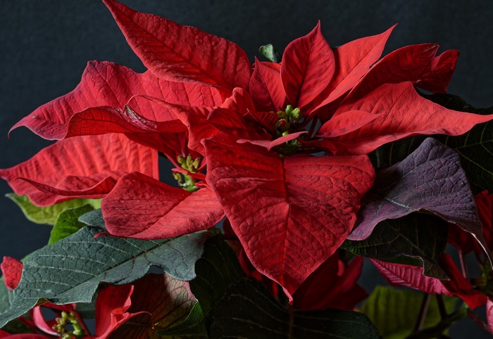 Red Poinsettia Closeup