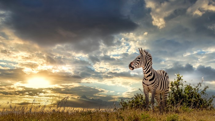 Zebra standing in a field at sunset with thunderclouds
