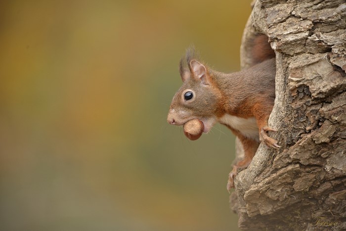 Red squirrel with a nut in its mouth peeking from a tree hollow