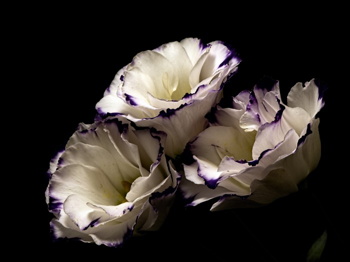 Three white Eustoma flowers with purple edges on black background