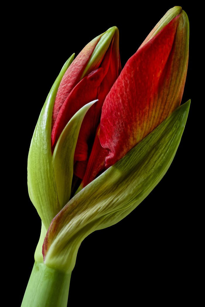 Red Amaryllis Flower Bud on Black Background