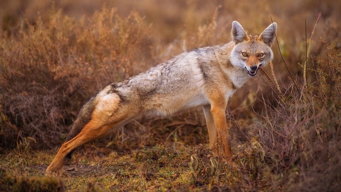 Golden Jackal with Mouth Open in Dry Grassland