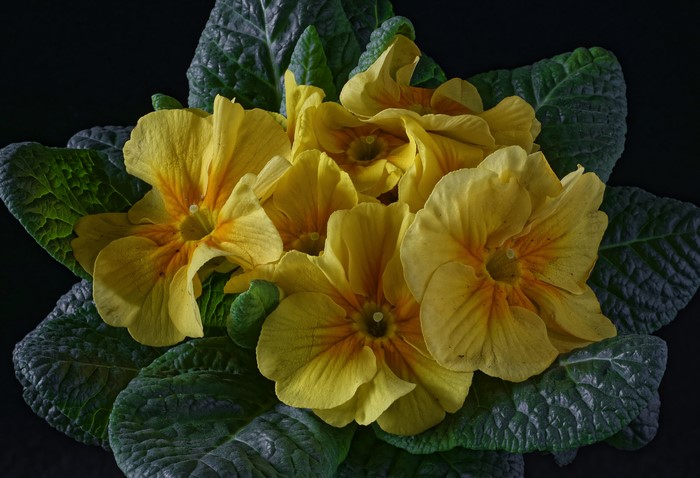 Yellow Primula flowers on black background