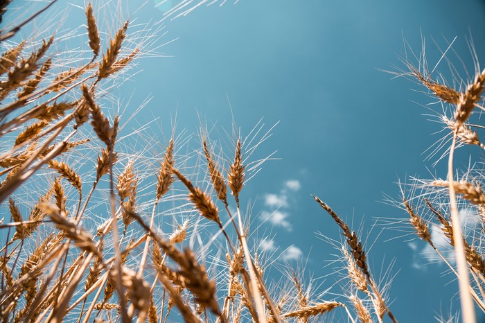 Wheat ears against a blue sky