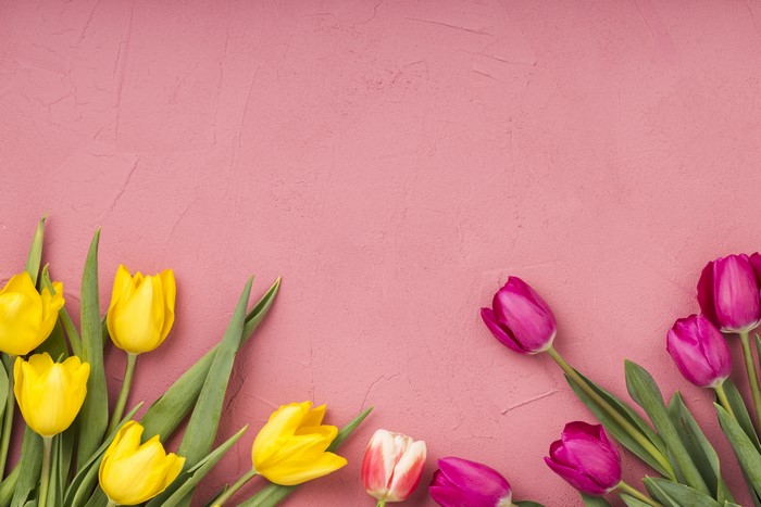 Tulips on a pink background