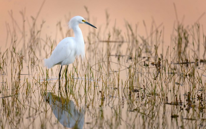Snowy Egret Standing in Water with Reeds