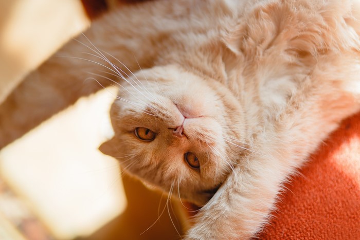 Ginger cat lying on its back, looking up