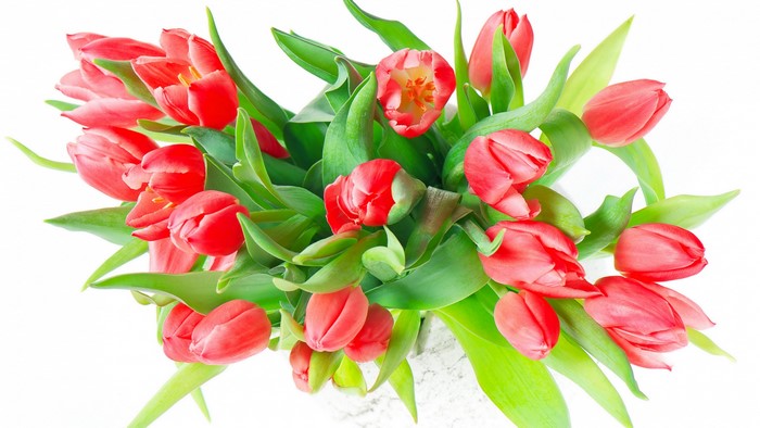 Red Tulips Bouquet on White Background