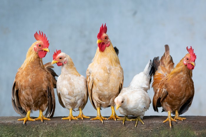Group of Chickens and Roosters Standing