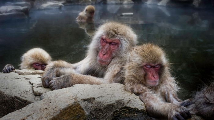 Japanese macaques relaxing in hot springs