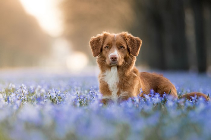 Nova Scotia Duck Tolling Retriever lying in blue flowers