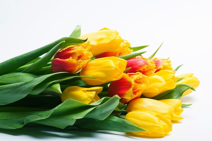 Bouquet of red and yellow tulips on a white background