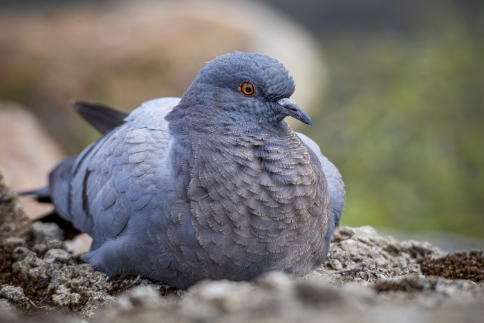 Closeup of a pigeon bird