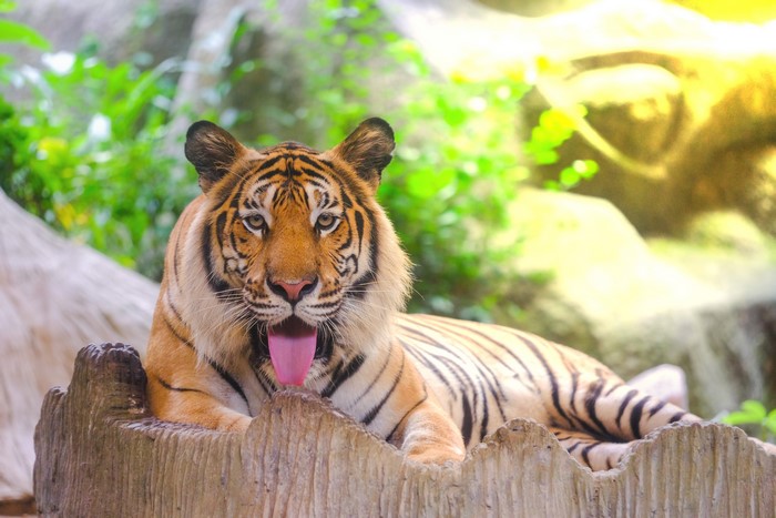 Tiger lying down with tongue out