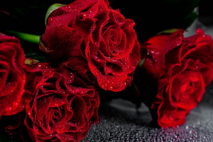 Close-up of red roses with water drops