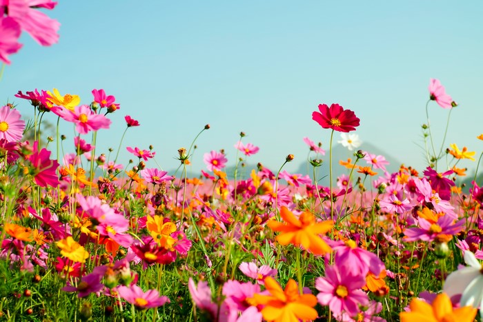 Field of Cosmos Flowers Under a Blue Sky