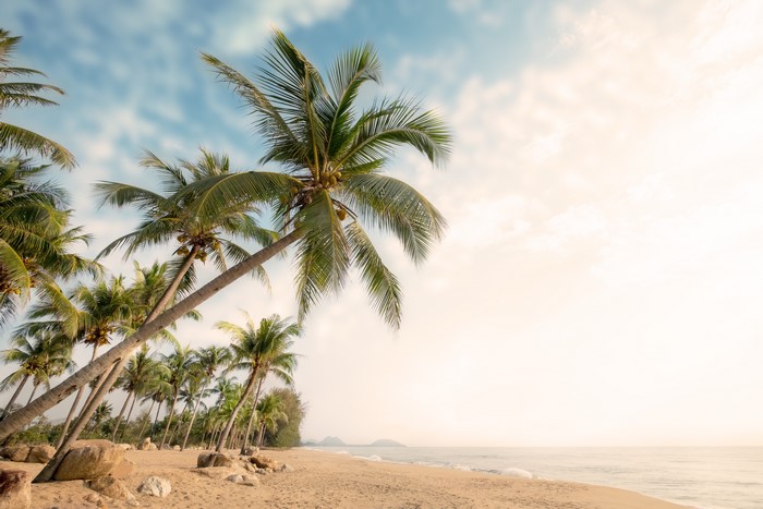 Beach with Palm Trees and Ocean