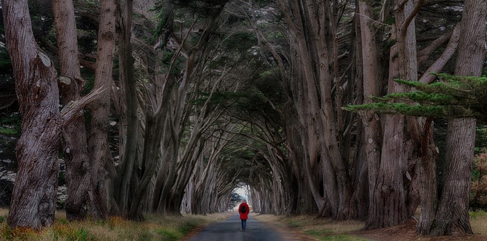 Person walking on a road through a tunnel of trees